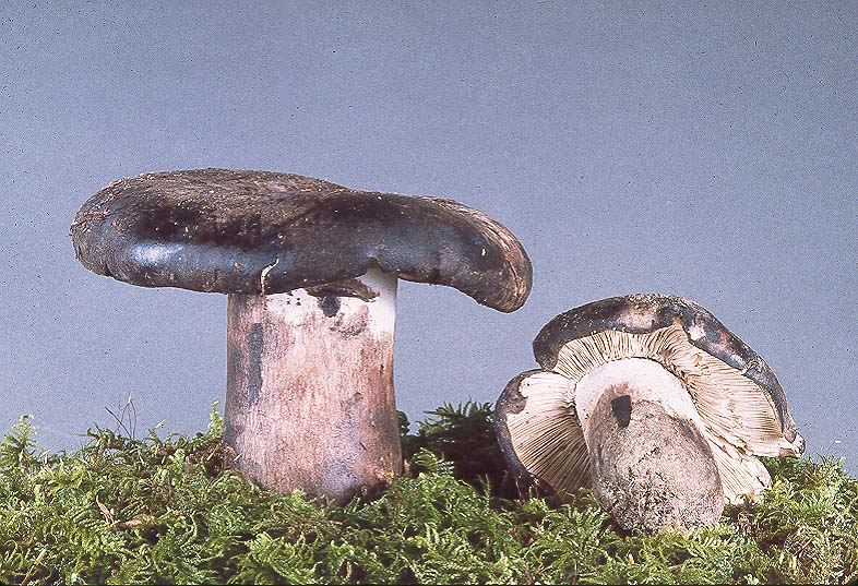 Russula albonigra